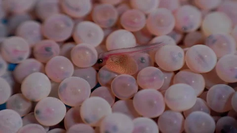 River trout alevin larva hatching from egg super macro zoom 4K Stock-Footage 342965746