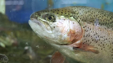 River trout in the aquarium close-up Stock Footage 171884407