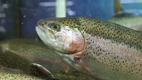 River trout in the aquarium close-up Stock Footage 172432839