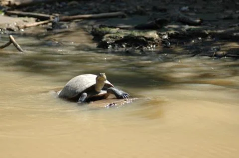 River Turtle Beni River Amazonas Bolivia pampas Stock Photos