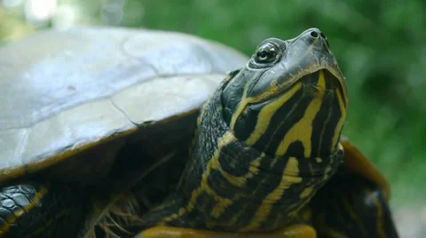 River Turtle Close up (Slider, cooter) Stock Footage 6530822