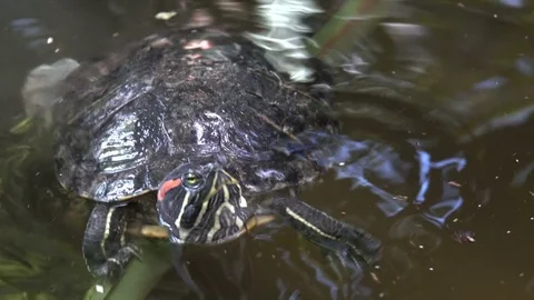 River turtle closeup Stock Footage 80390130