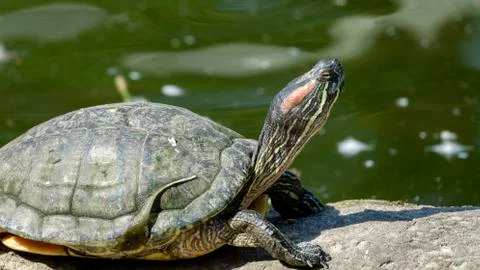 River turtle closeup Stock Photos