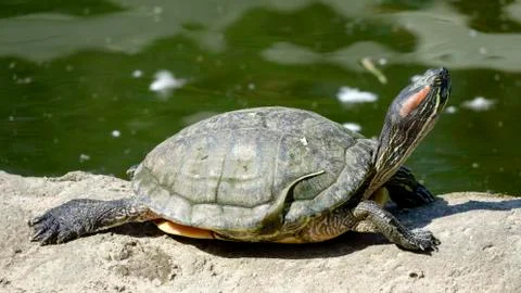 River turtle closeup Stock Photos