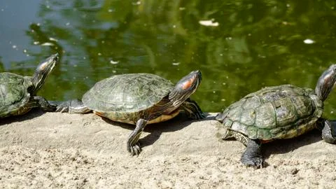 River turtle closeup Stock Photos
