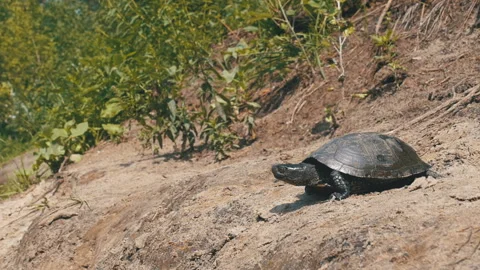 River Turtle Crawling along the Sandy Beach into the River. Slow Motion Stock Footage 93623590