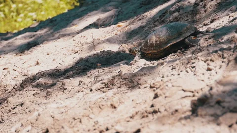 River Turtle Crawling on Sand to Water near Riverbank. Slow Motion Video stock 135400249