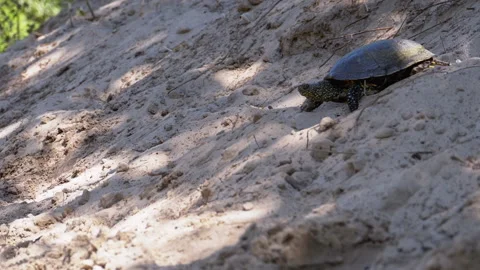 River Turtle Crawling on Sand to Water near Riverbank. Slow Motion Stock Footage 135411836