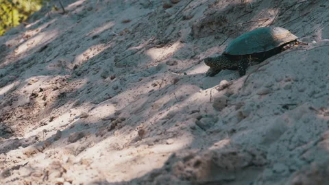 River Turtle Crawling on Sand to Water near Riverbank. Slow Motion Stock Footage 135412090
