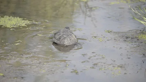 The river turtle creeps through the mud in the pond Stock Footage 93858166