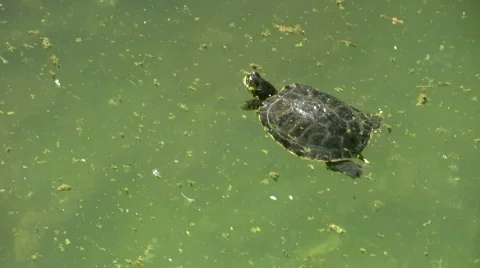 River turtle Stock Footage 498625
