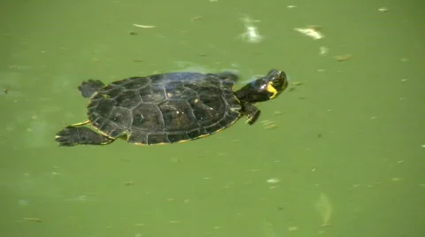 River turtle Stock Footage 499095