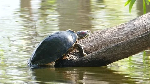 River turtle. Stock Footage 62502243