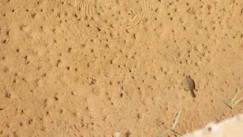 River Turtle Stock Footage 91335940