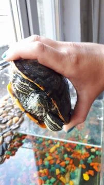 River turtle in hands of a man. Caught a turtle. Stock Photos