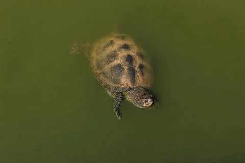 A river turtle in its habitat. A turtle in the water at the zoo Stock Photos