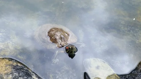 The river turtle keeps on the surface of the water. Trachemys scripta swims in Stock Footage 196051414