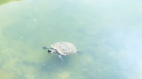 The river turtle keeps on the surface of the water. Trachemys scripta swims in Stock Footage 196889786