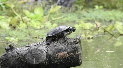 River turtle standing on the log Stock Footage 68355690