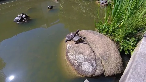 River turtle on a stone in the water Video stock 88994910