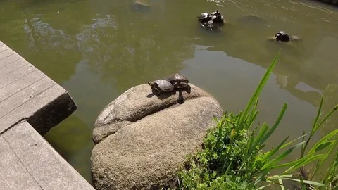 River turtle on a stone in the water Stock Footage 88994915