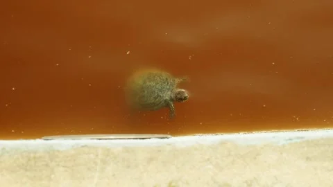 River turtle swims in water Stockbeeldmateriaal 274501352