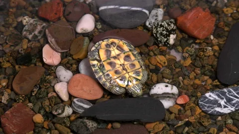 The river turtle turns in the correct position Stock Footage 88979541