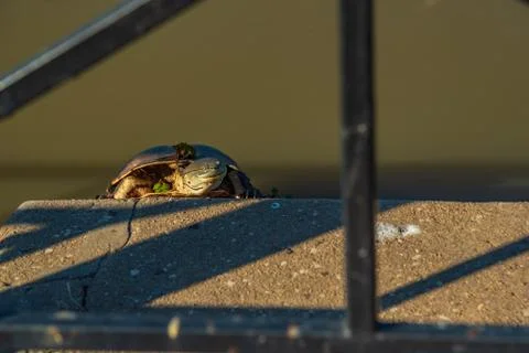 River turtle warming up with the sunlight resting on a concrete surface Stock Photos