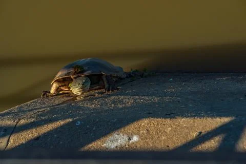 River turtle warming up with the sunlight resting on a concrete surface Stock Photos