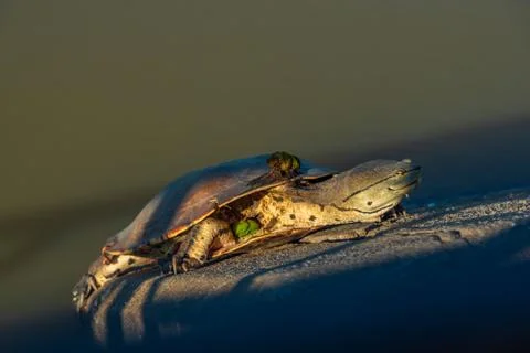 River turtle warming up with the sunlight resting on a concrete surface Stock Photos
