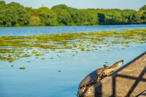 River turtle warming up with the sunlight resting on a concrete surface with  Stock Photos