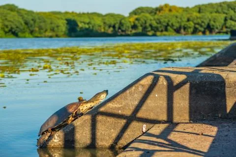 River turtle warming up with the sunlight resting on a concrete surface with  Stock Photos
