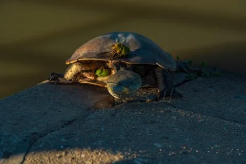 River turtle warming up with the sunlight resting on a concrete surface Stock Photos