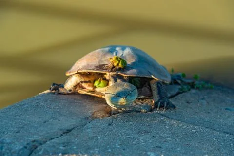 River turtle warming up with the sunlight resting on a concrete surface Stock Photos