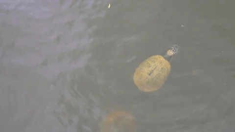 River Turtles Stock Footage 94224899