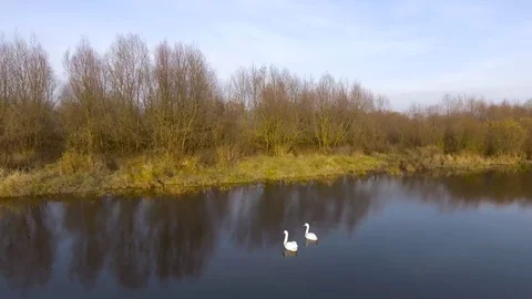 River with two swans Stock Footage 69971032
