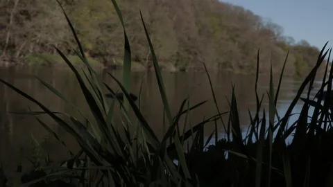 River in a UK forest with grass foregrounded, handheld Video stock 91617593