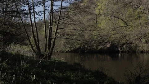 A river in a UK forest, handheld Video stock 91617572