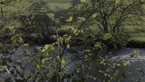 River in a UK forest, trees blocking, handheld Video stock 91617449