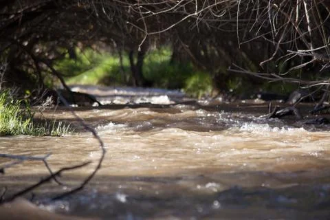 The river under the cover of the tree. Macro shooting. Waves and rays of the Stock Photos