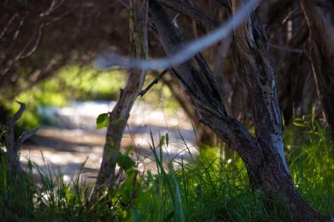 The river under the cover of the tree. Macro shooting. Waves and rays of the Stock Photos