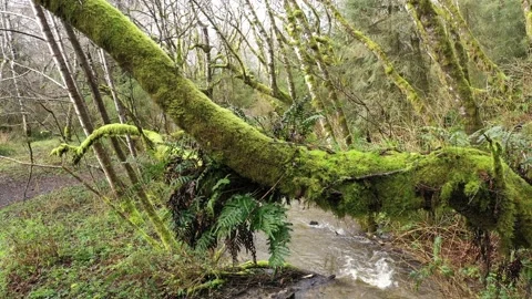 River under moss covered branch 스톡 동영상 149719148