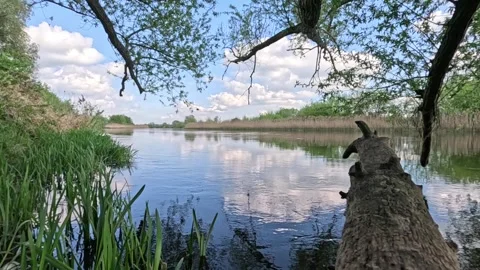 By the river under a tree Stock Footage 315579493