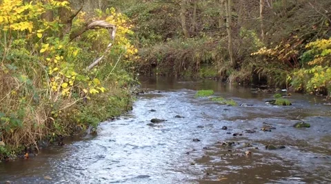 River Upstream Scene Stock Footage 43221997