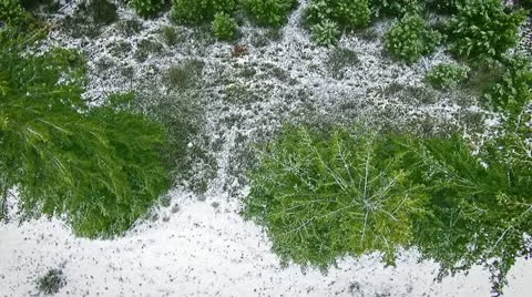 River valley aerial with pine trees and snow Stock-Footage 15019010