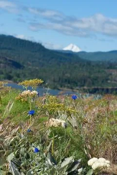 River Valley Flowers Stock Photos