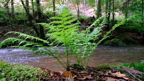 River in valley thurytal 库存影片 126818966