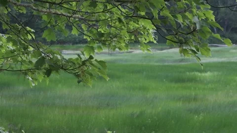 River Valley Tree Branches Gently Waving Late Summer Stock Footage 339326864