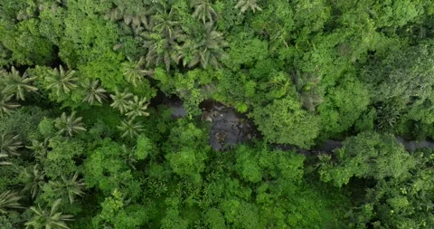 River valley in tropical green rainforest, 4K Aerial drone top view shot Stock Footage 276965011