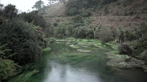 River with vegetation and trees while it rains at blue spring state park Video stock 218250896